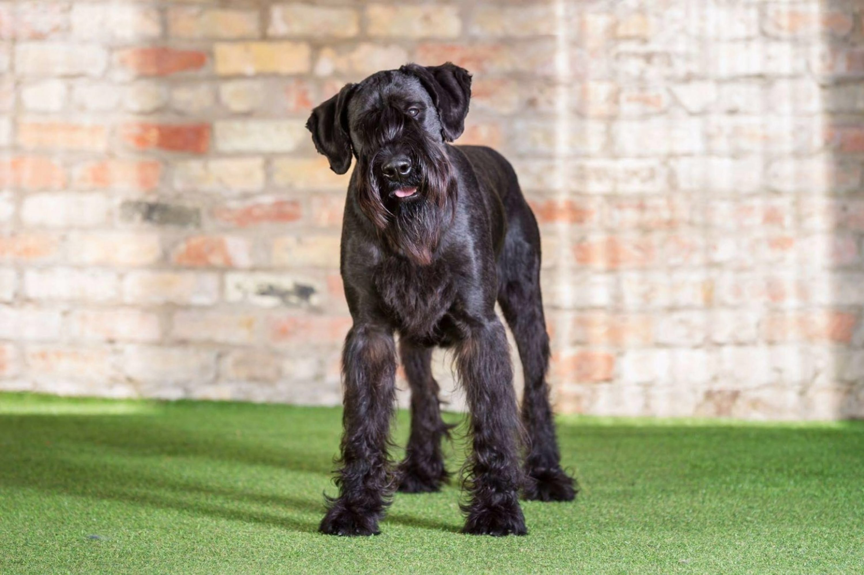 Rufus Giant Schnauzer Sold Call 44 0 785 8120 456 for
