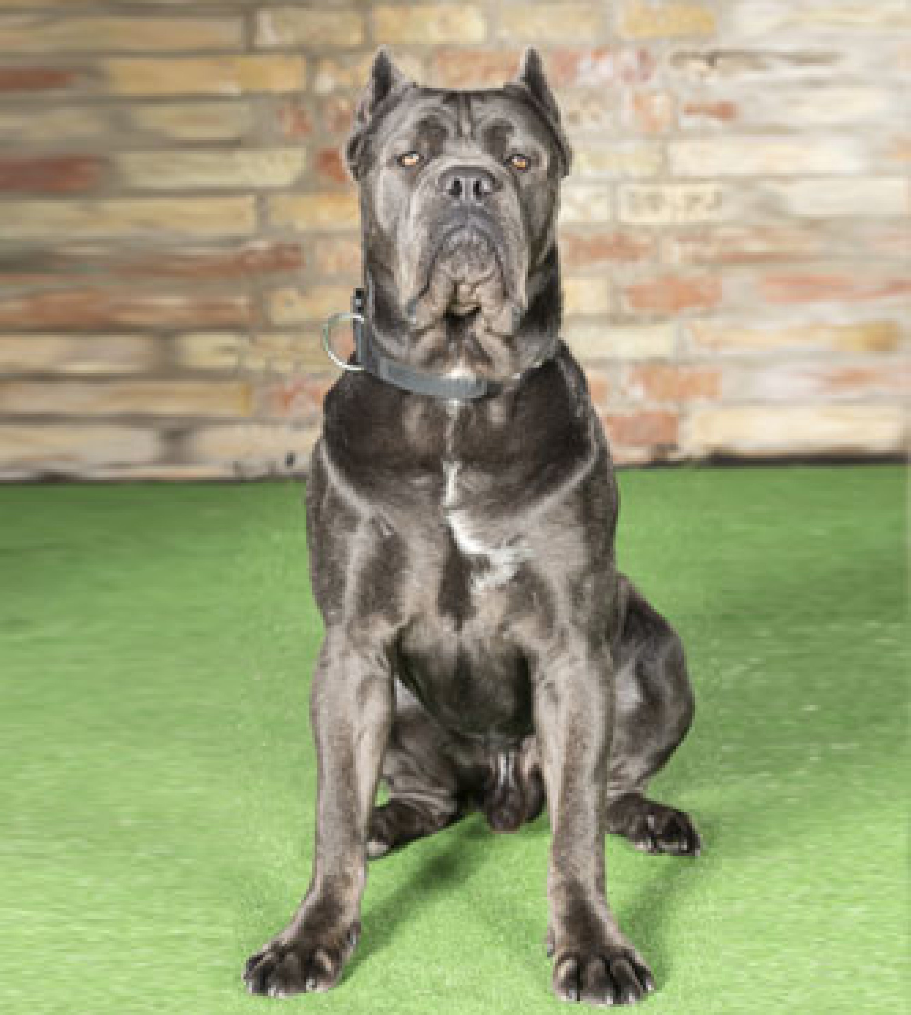 Cane corso best sale protection dogs