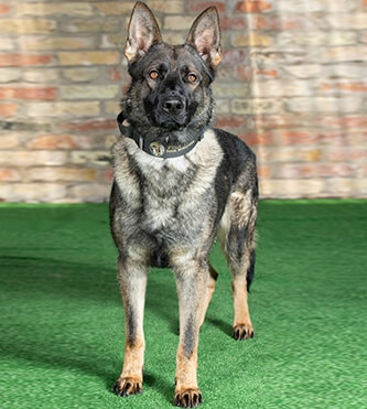 Belgian Malinois Czech Line Gsd Czech Ddr German Shepherd Breeders