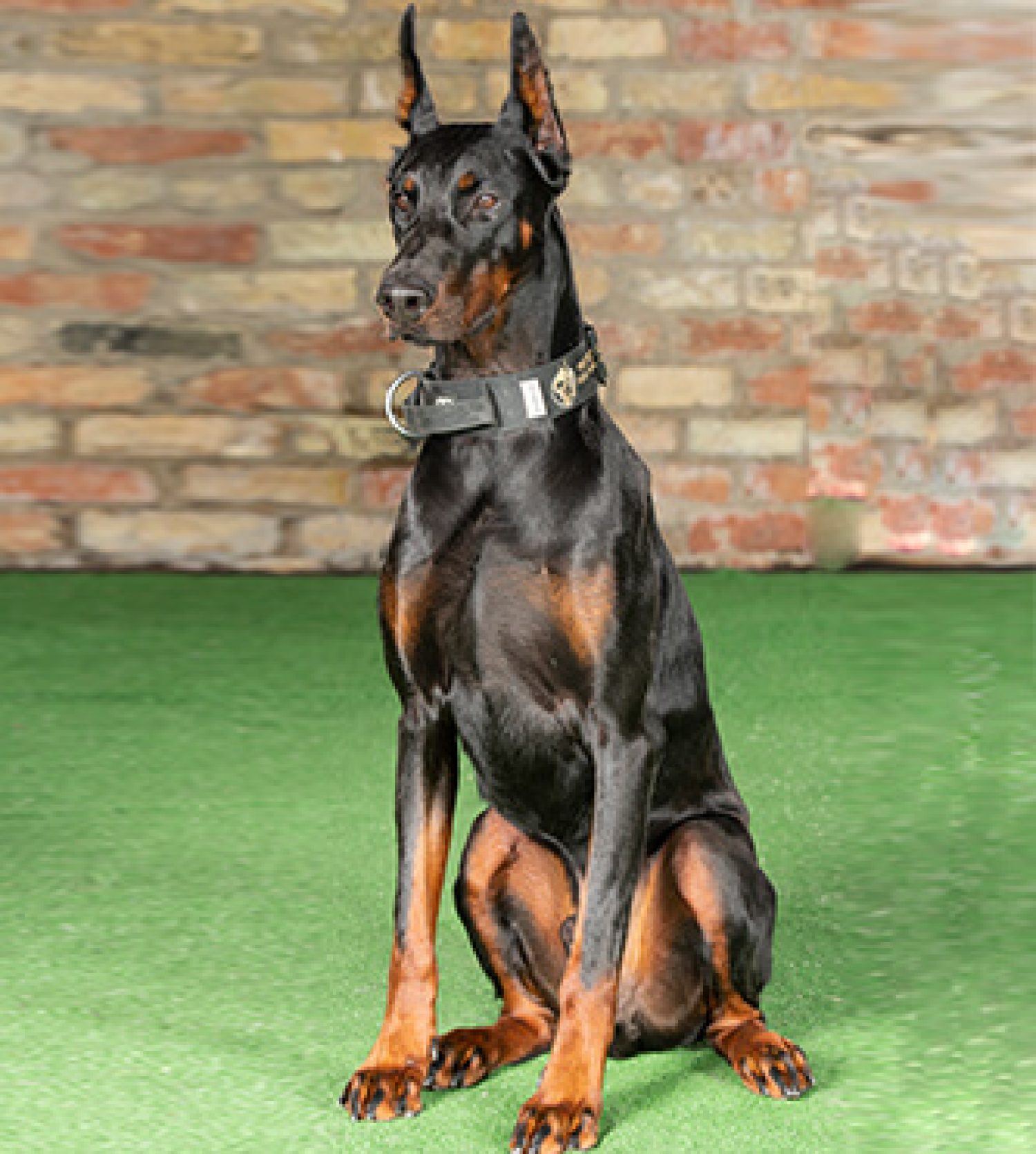 Arillius Doberman Protection Dog for Sale- + 44 (0)785 8120 456