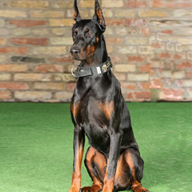 Arillius (Reserved)