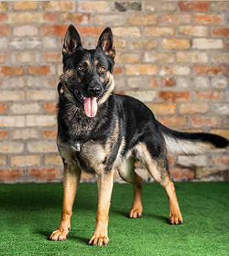 FIDO (RESERVED)