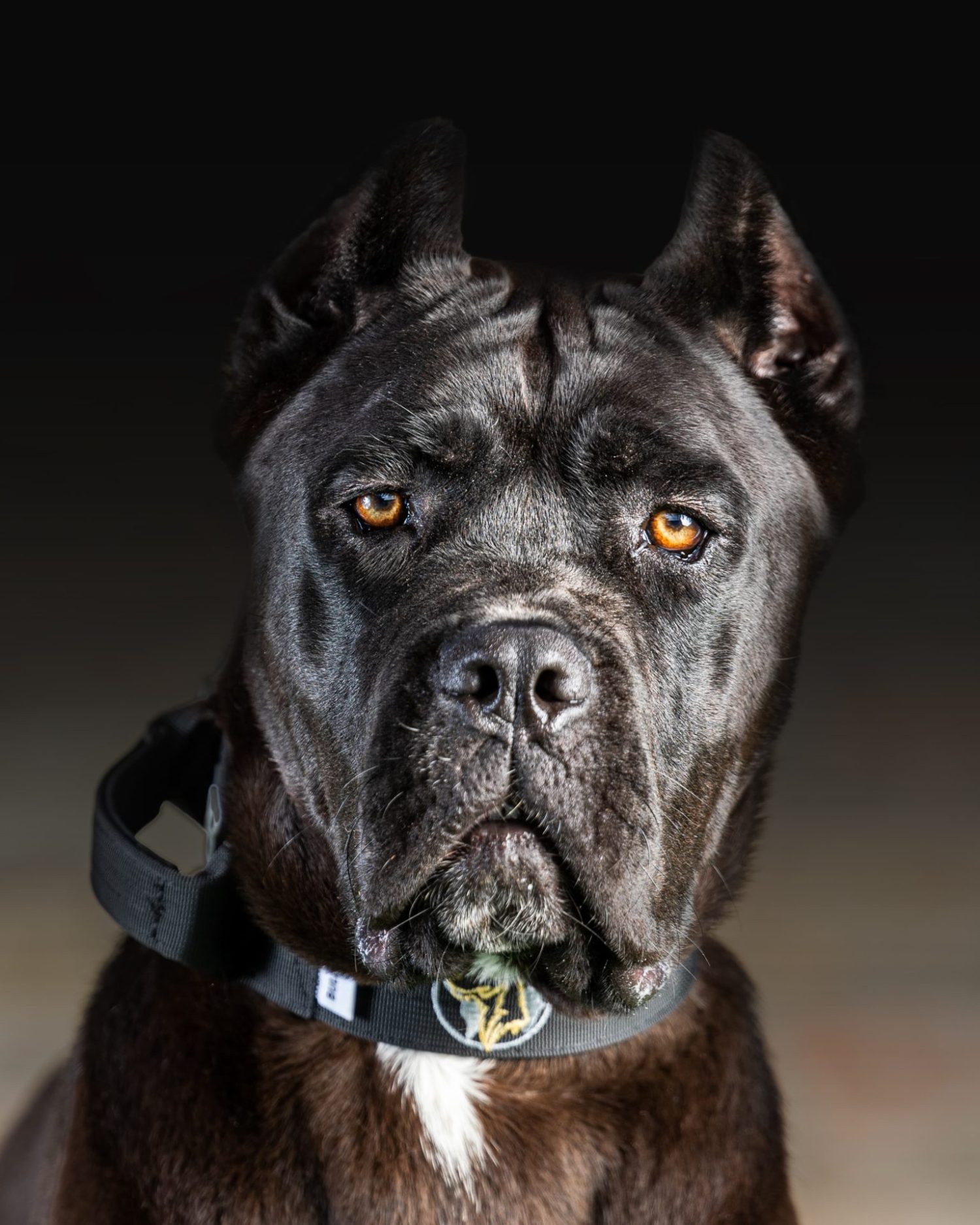 Trained Cane Corso Personal & Family Protection Dogs for Sale Uk