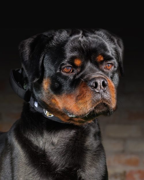 Protection Dogs Personal & Family Protection Dogs for Sale UK