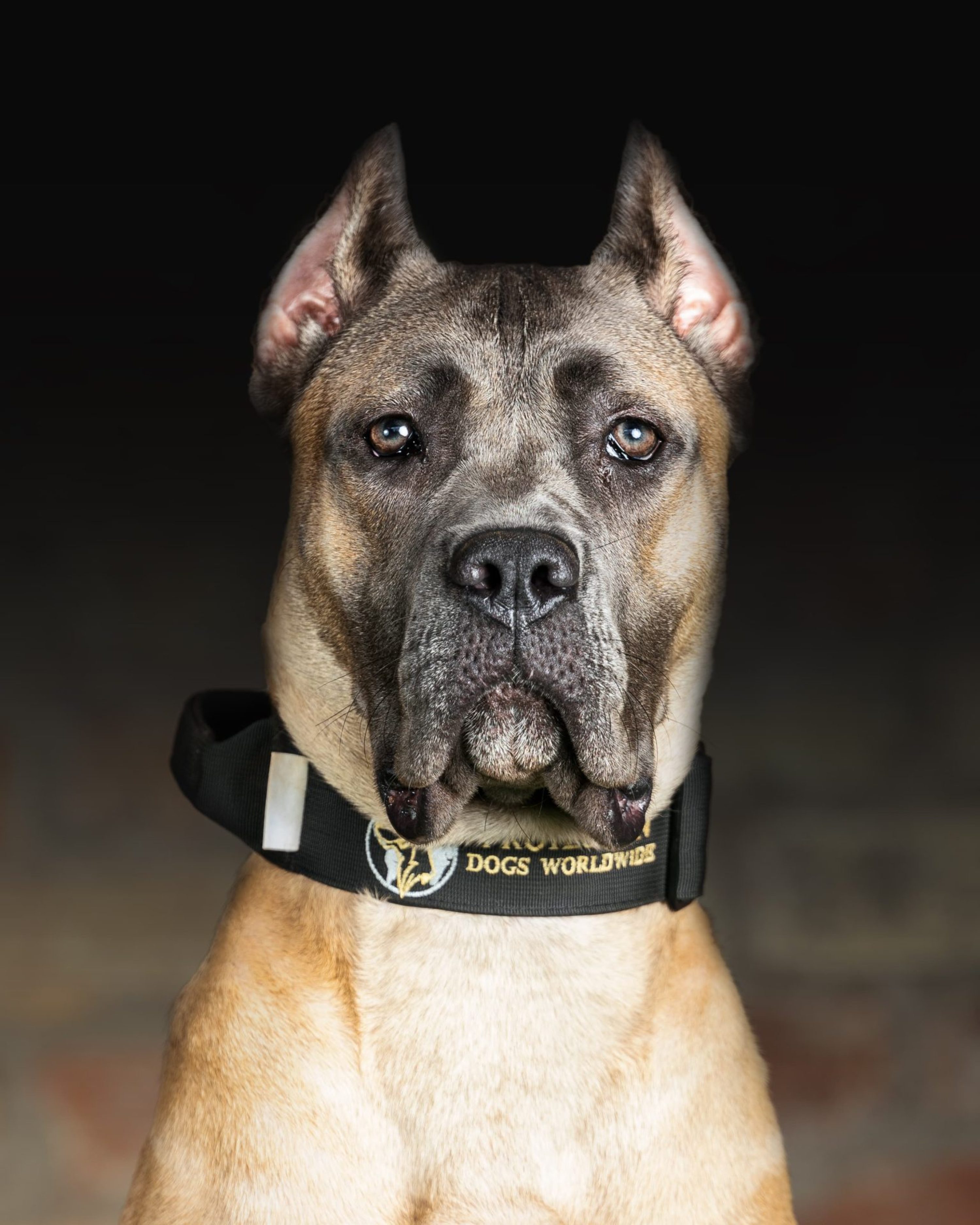 Worldwide sales cane corso