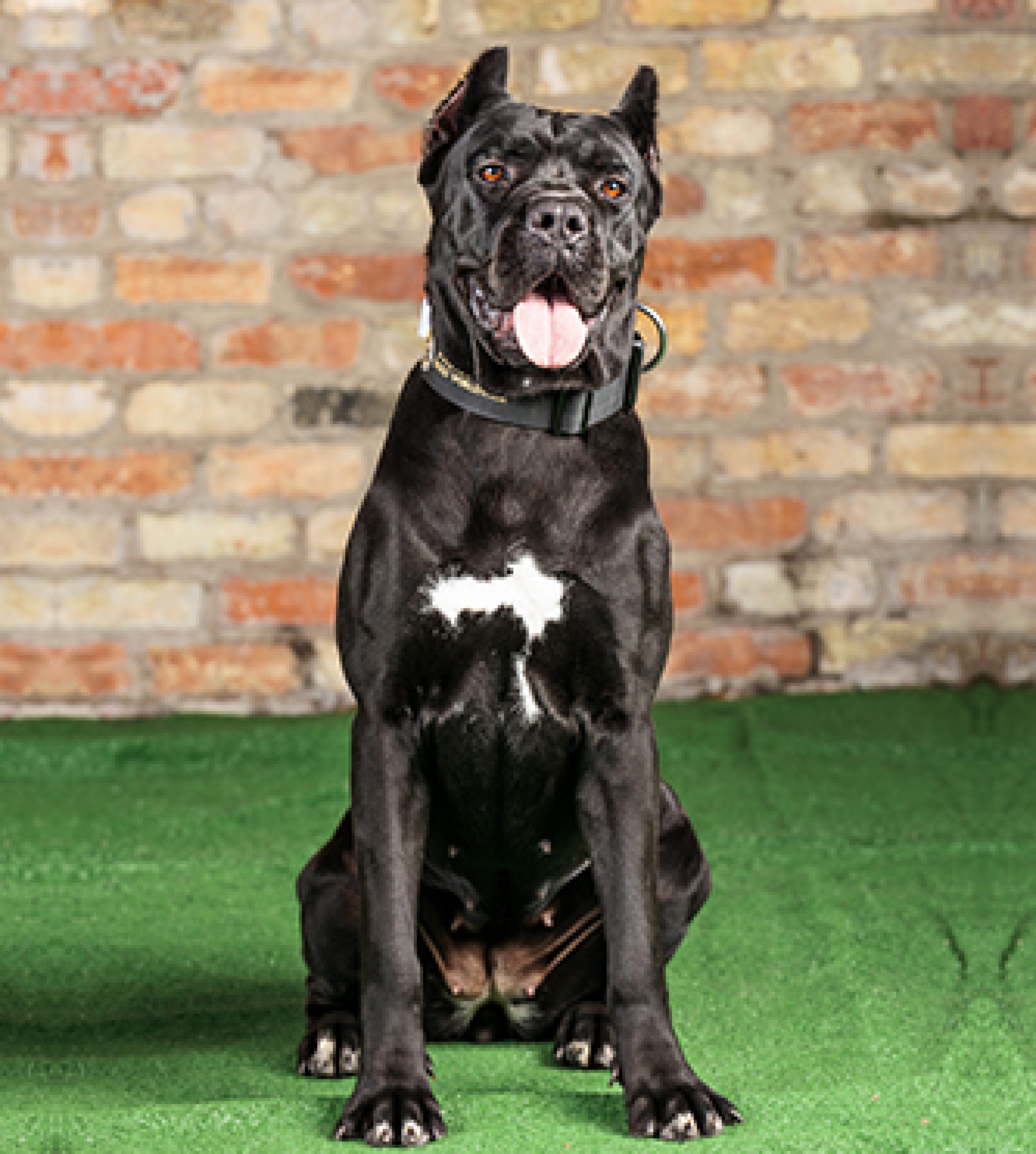 Cali shop corso dog