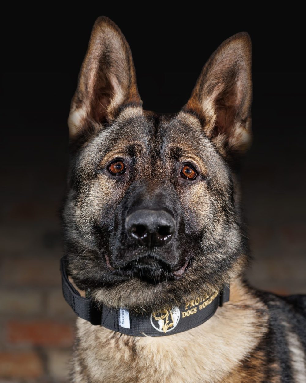 Protection Dogs Personal & Family Protection Dogs for Sale UK