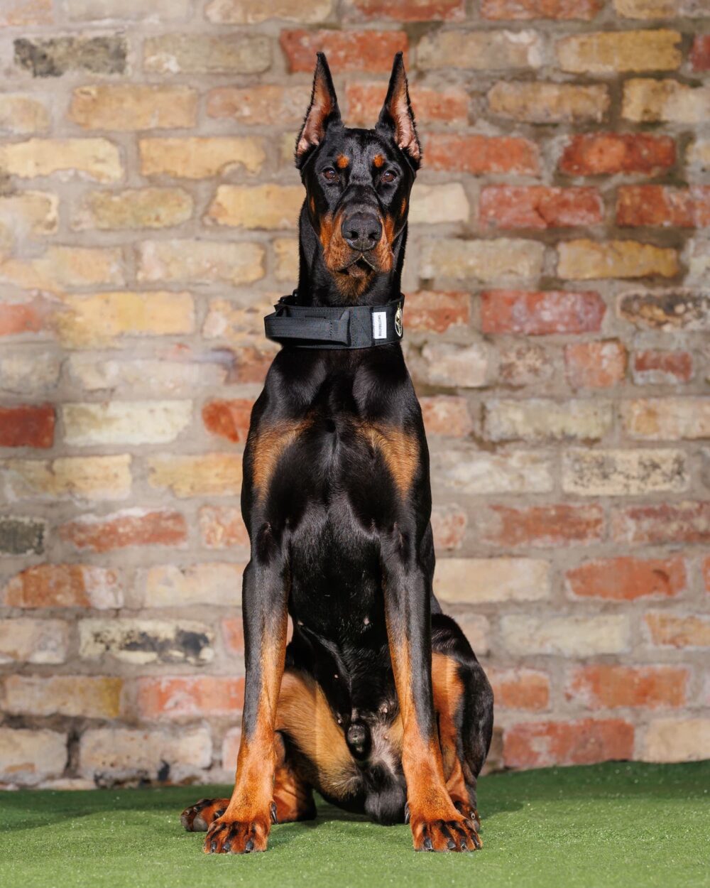 Capo Protection Dogs Worldwide