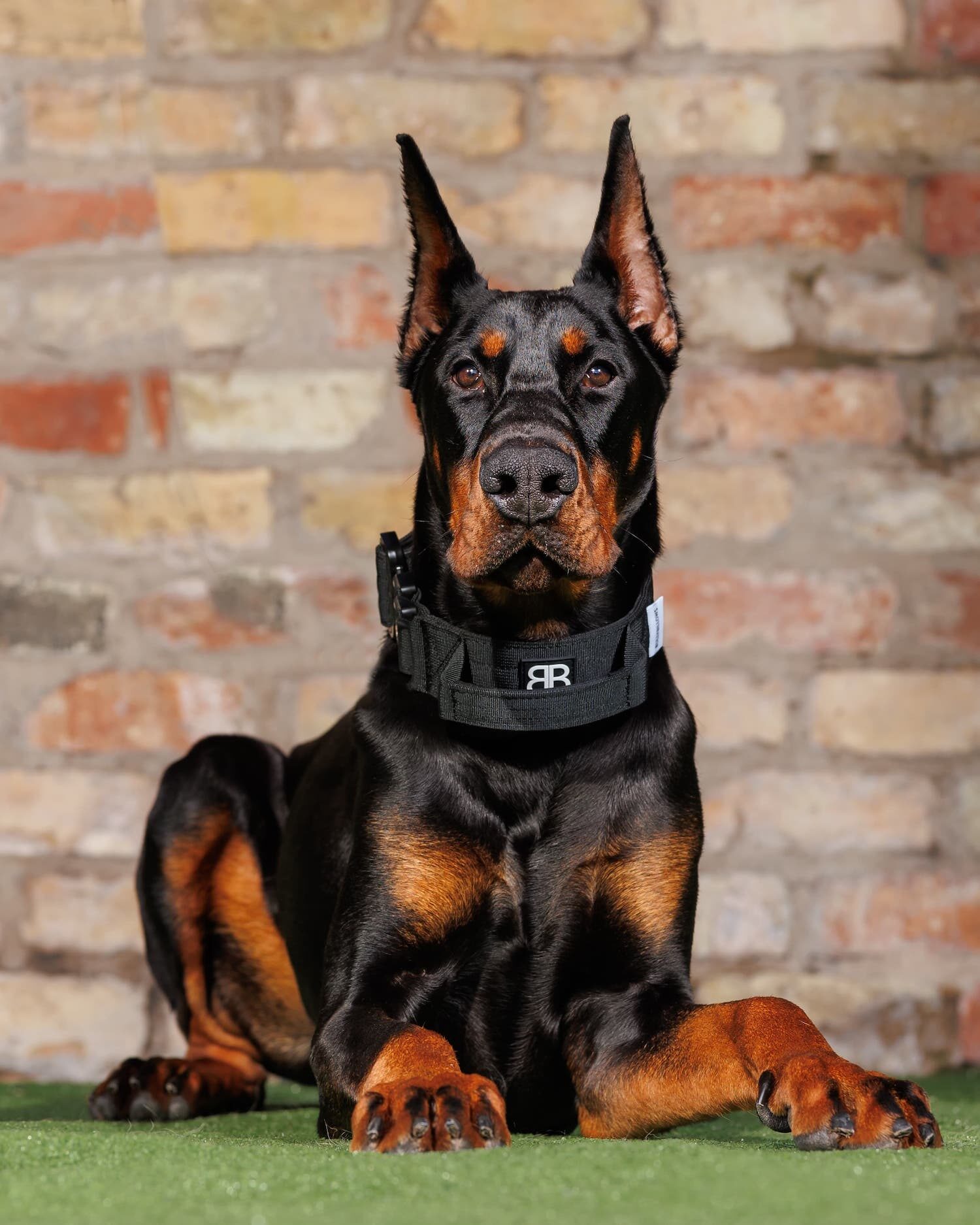 Capo Protection Dogs Worldwide