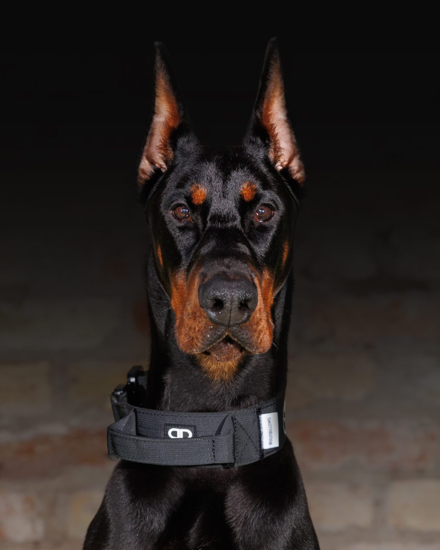 Trained Doberman Personal & Family Protection Dogs for Sale Uk