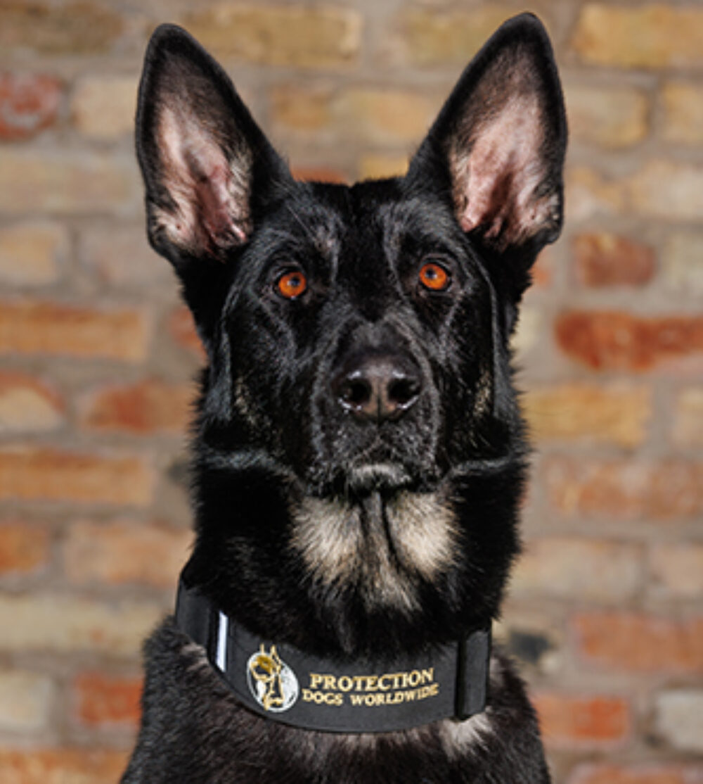 Demi Protection Dogs Worldwide