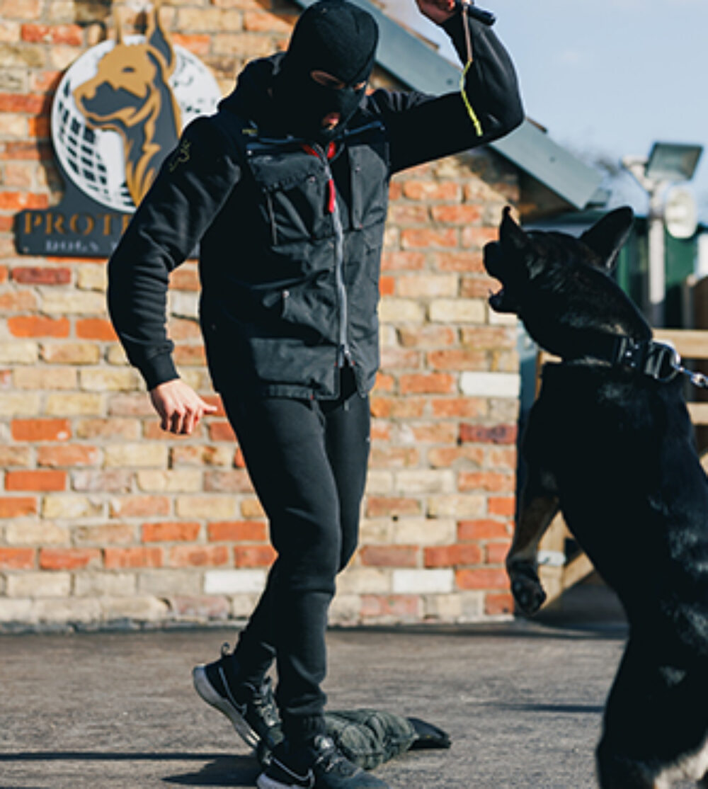 Demi Protection Dogs Worldwide