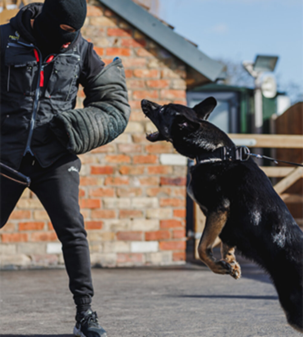 Demi Protection Dogs Worldwide