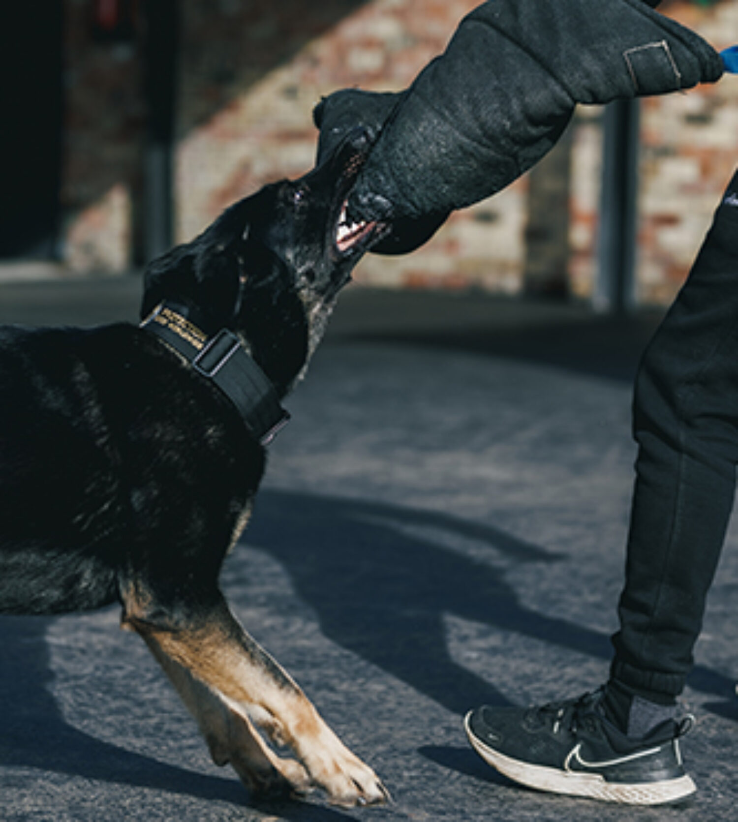 Demi Protection Dogs Worldwide