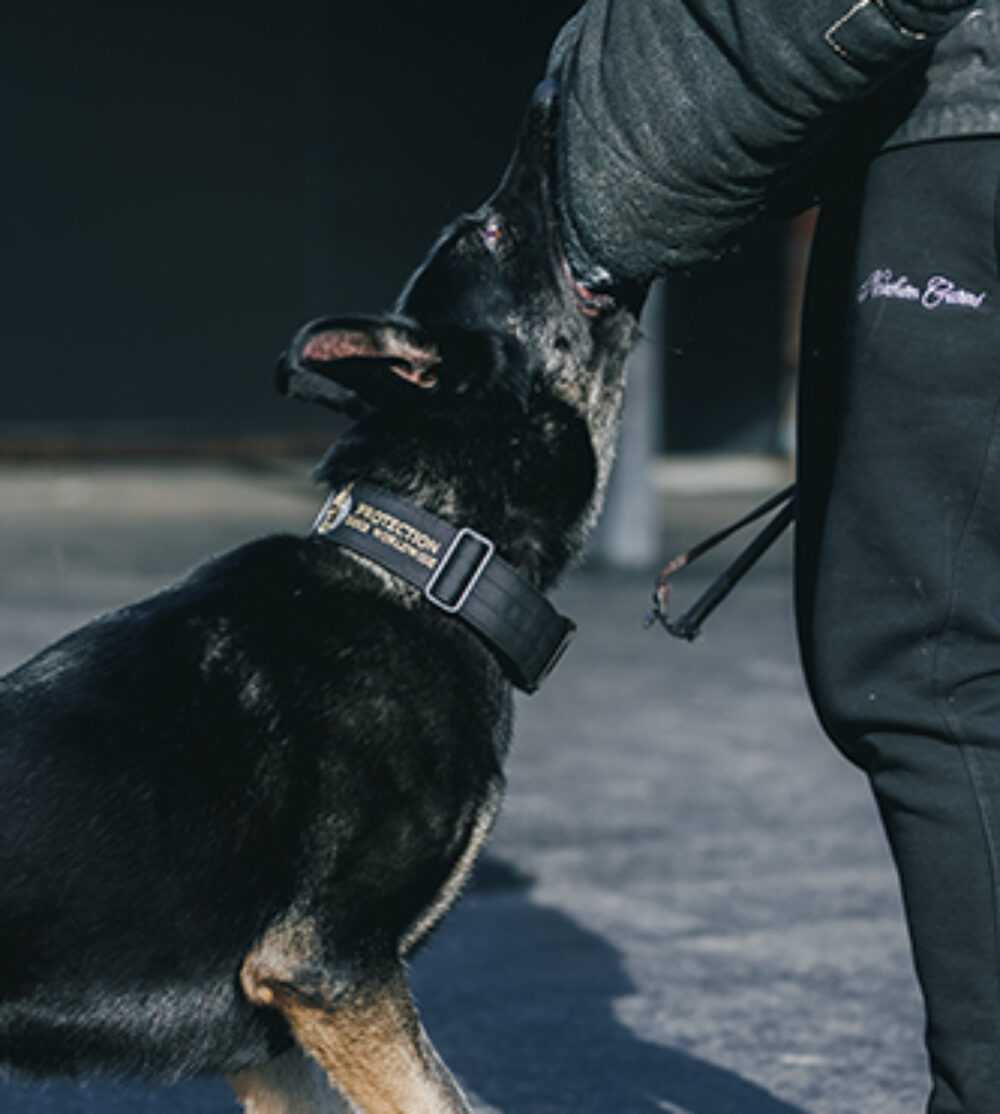 Demi Protection Dogs Worldwide