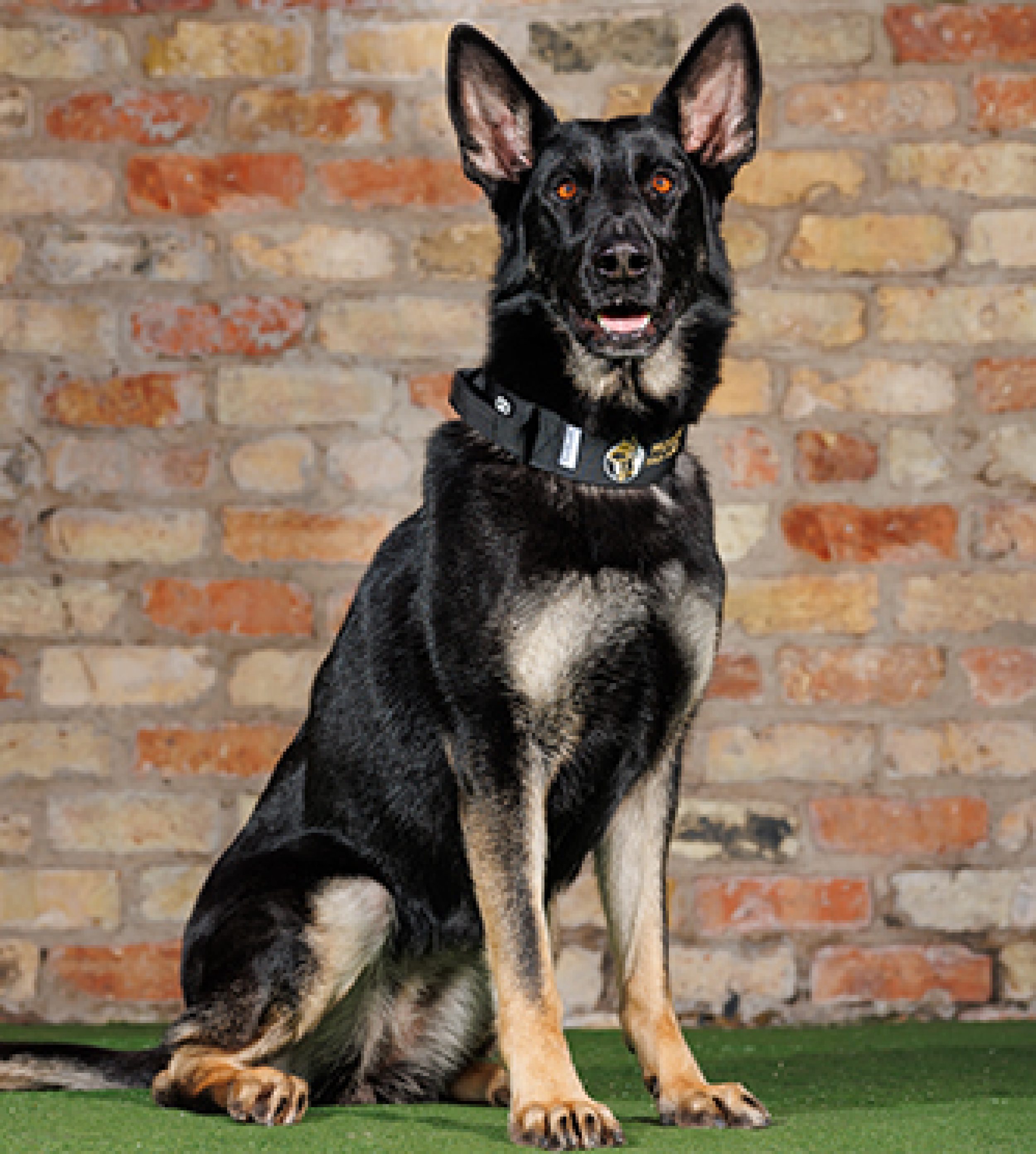 Demi Protection Dogs Worldwide