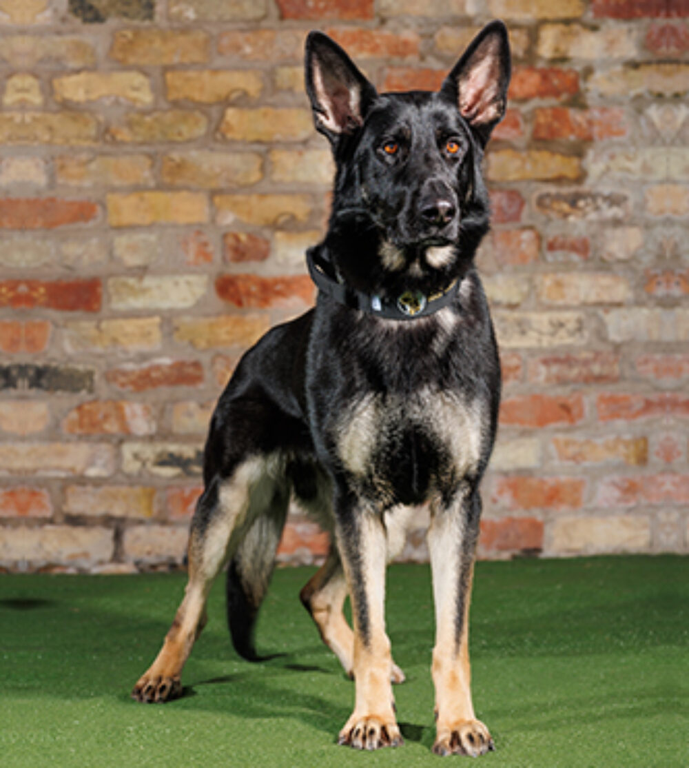 Demi Protection Dogs Worldwide