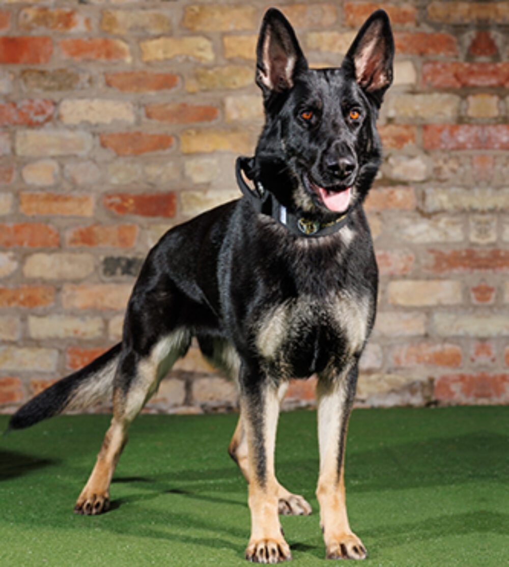 Demi Protection Dogs Worldwide