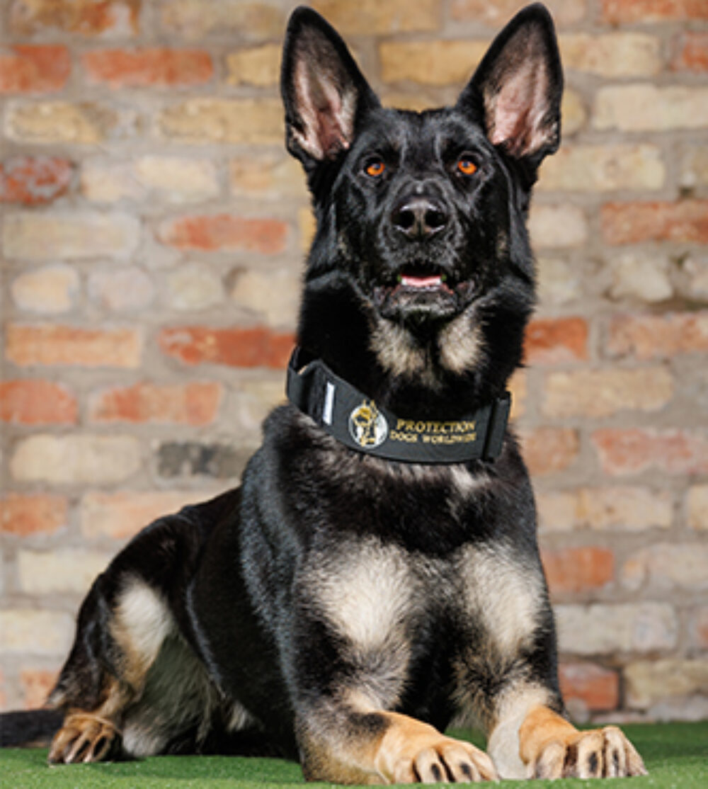 Demi Protection Dogs Worldwide