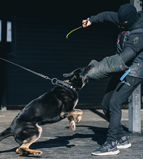 Demi Protection Dogs Worldwide