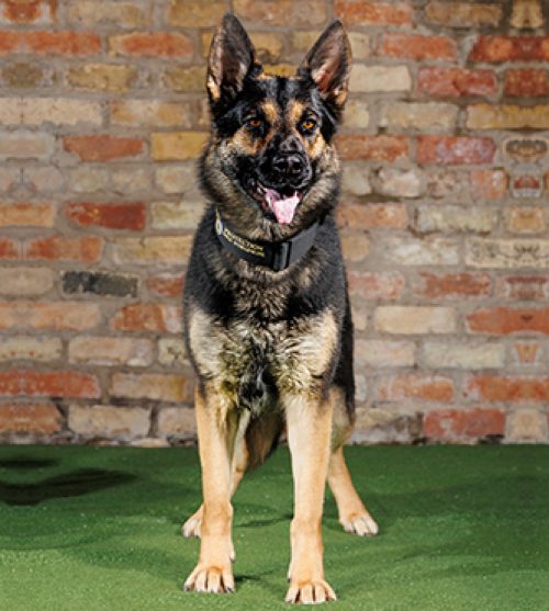 View our Recently Sold Dogs Protection Dogs Worldwide