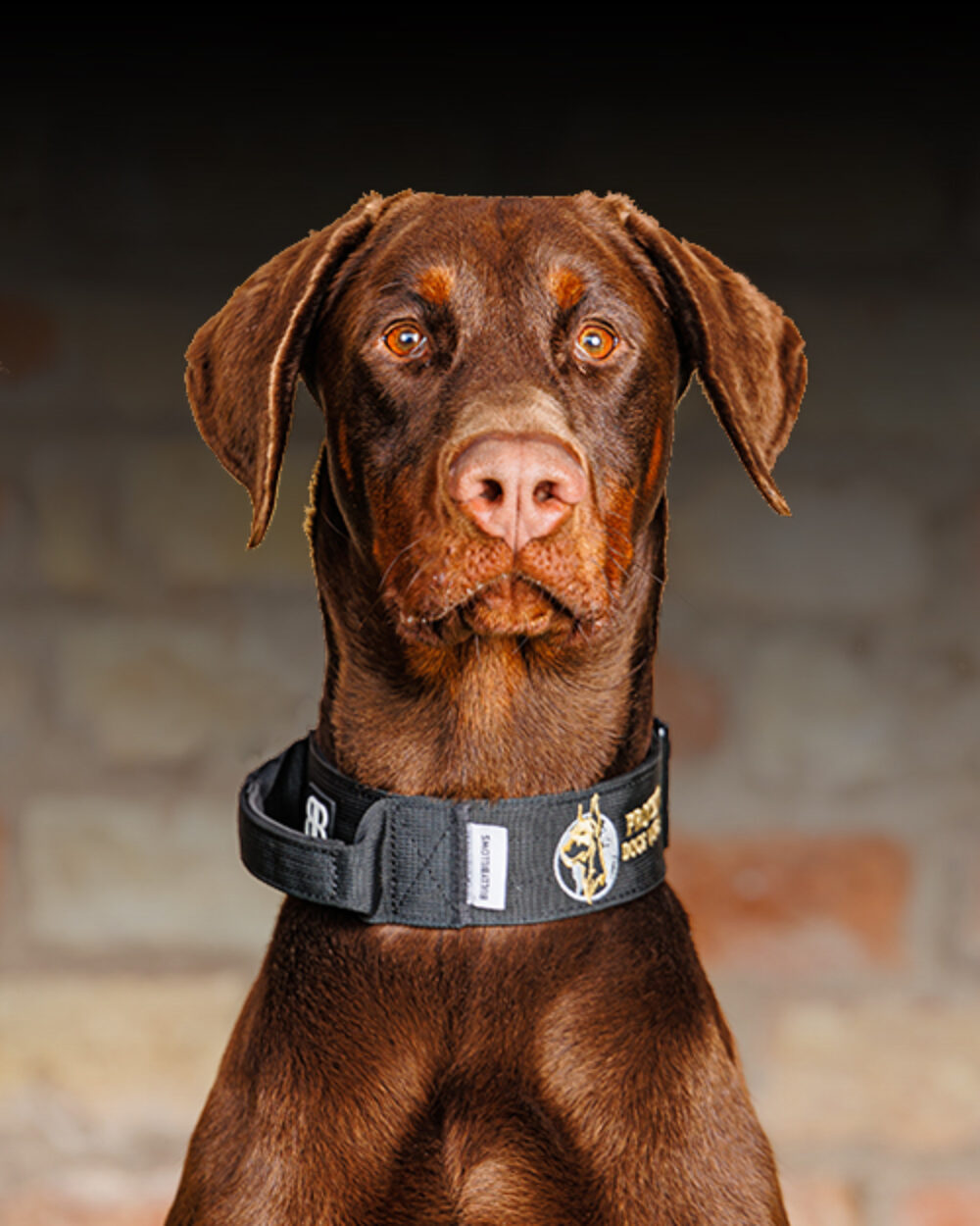 Protection Dogs Personal & Family Protection Dogs for Sale UK