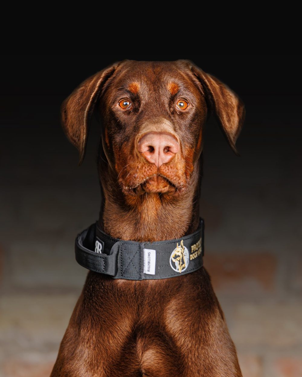 Protection Dogs Personal & Family Protection Dogs for Sale UK