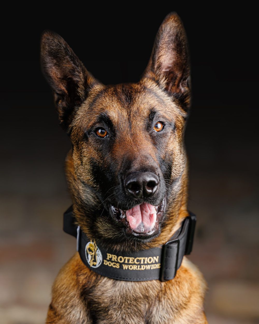 Protection Dogs Personal & Family Protection Dogs for Sale UK