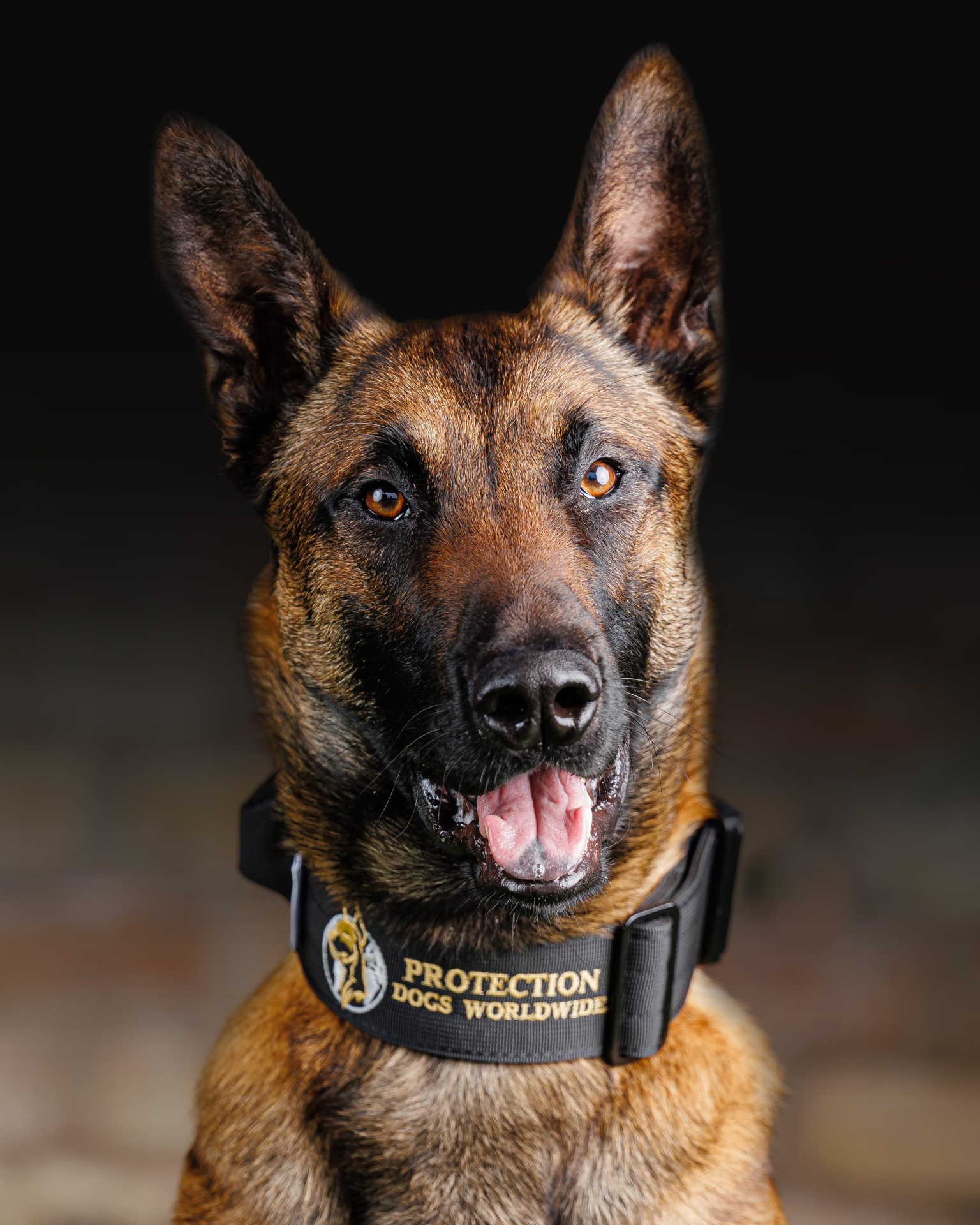 Protection Dogs Personal & Family Protection Dogs for Sale UK