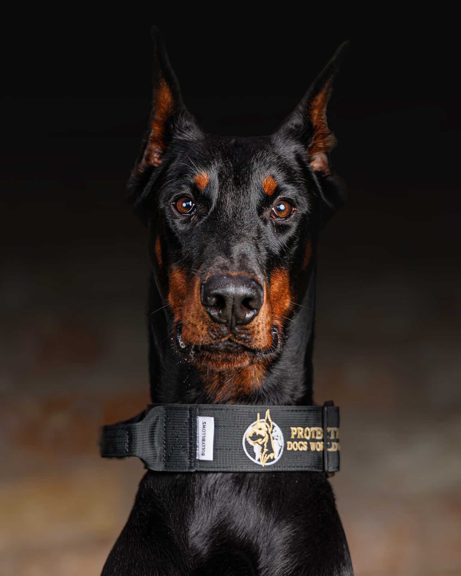 Protection Dogs Personal & Family Protection Dogs for Sale UK
