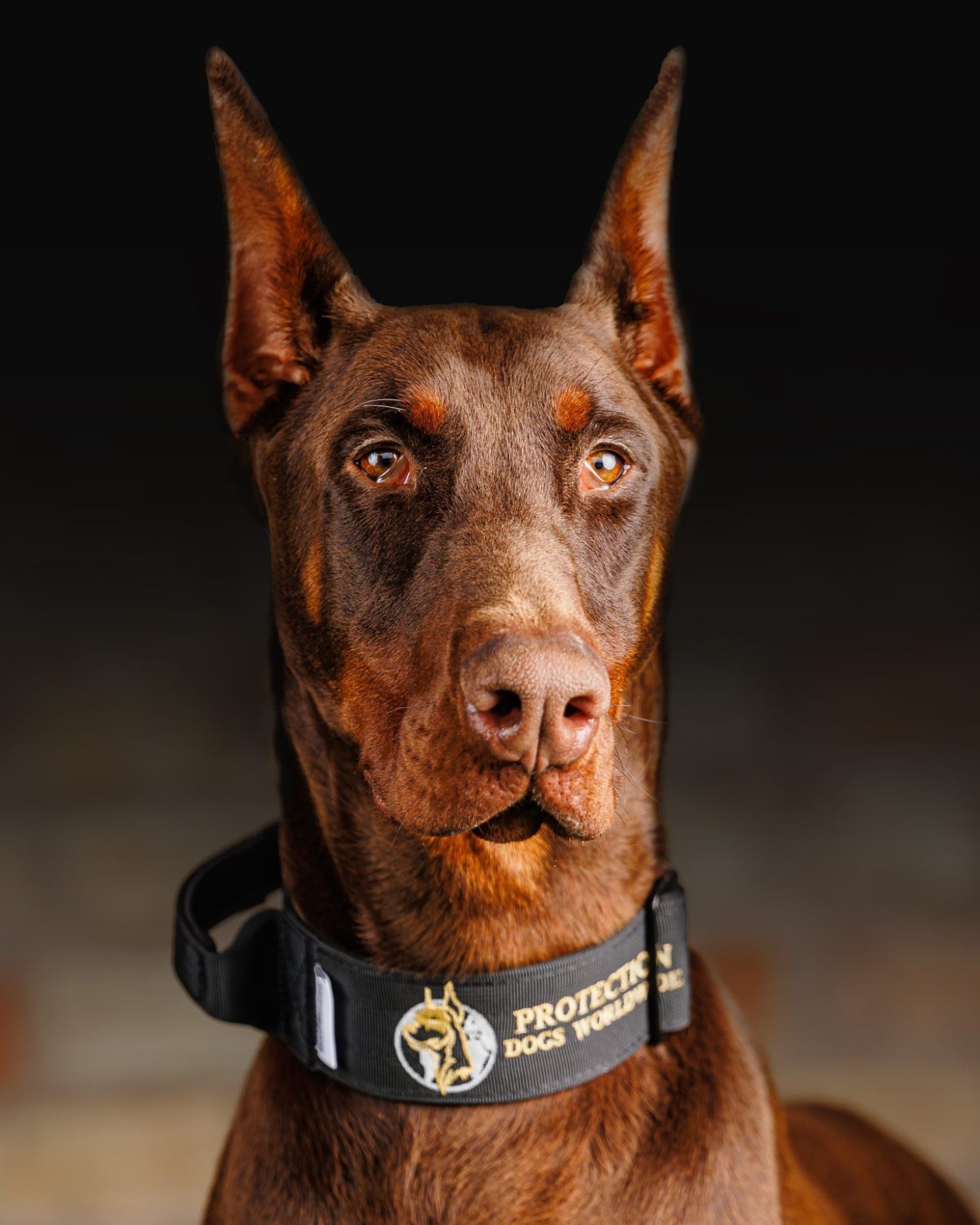 Guard Dogs Uk For Sale at Danny Fleming blog