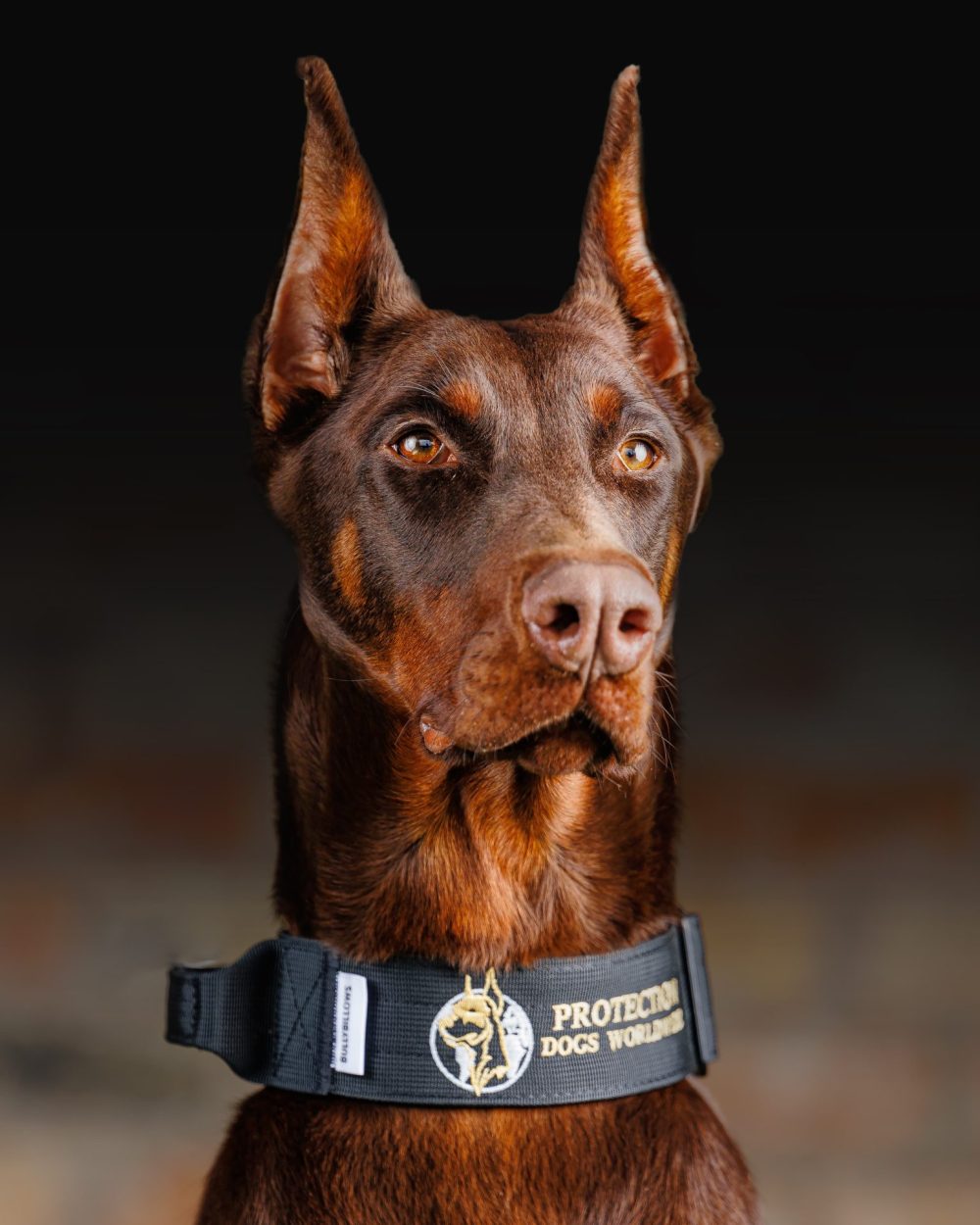 Protection Dogs Personal & Family Protection Dogs for Sale UK