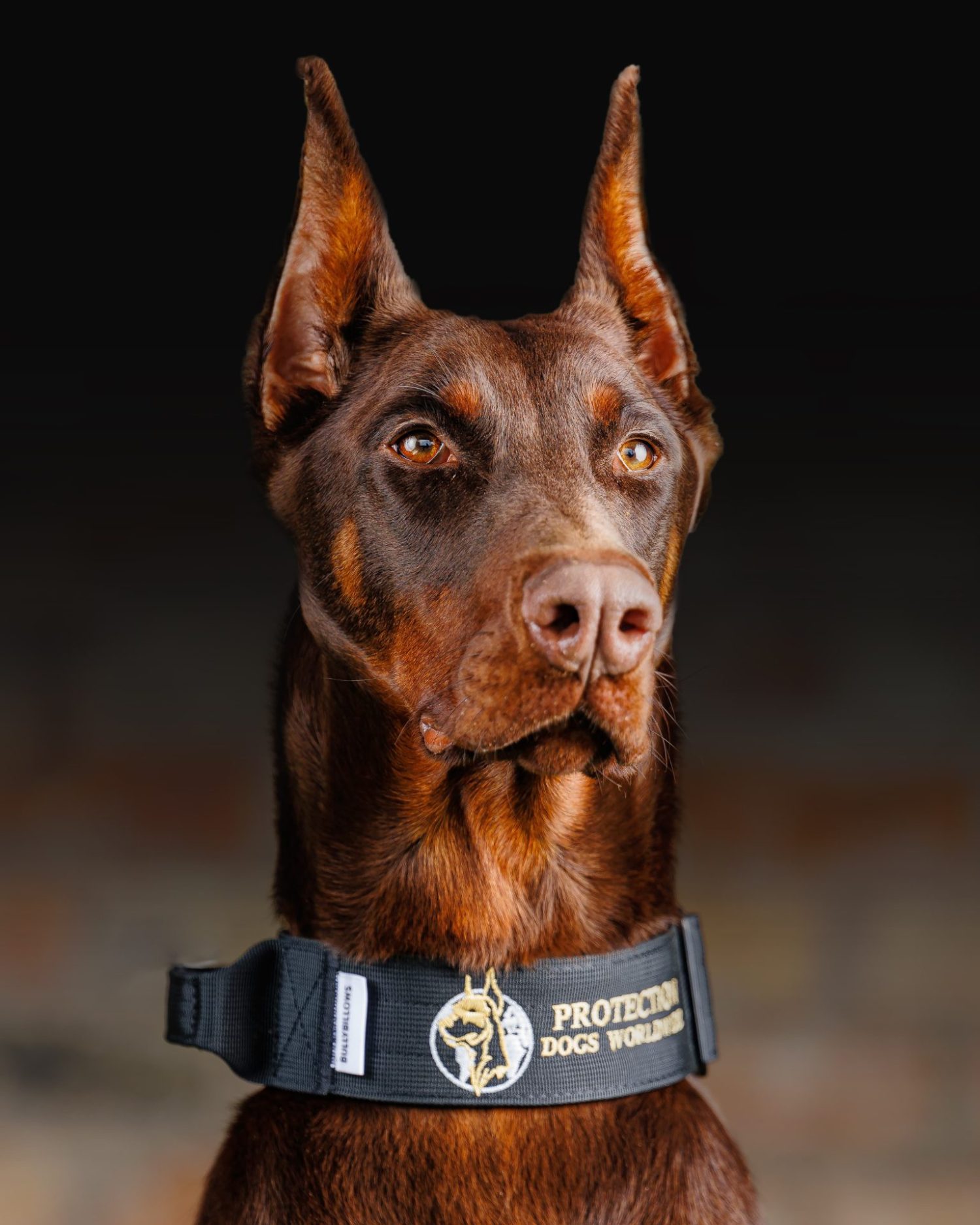 Trained Doberman Personal & Family Protection Dogs for Sale Uk