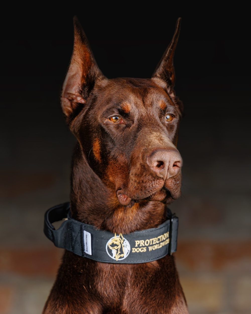 Protection Dogs Personal & Family Protection Dogs for Sale UK