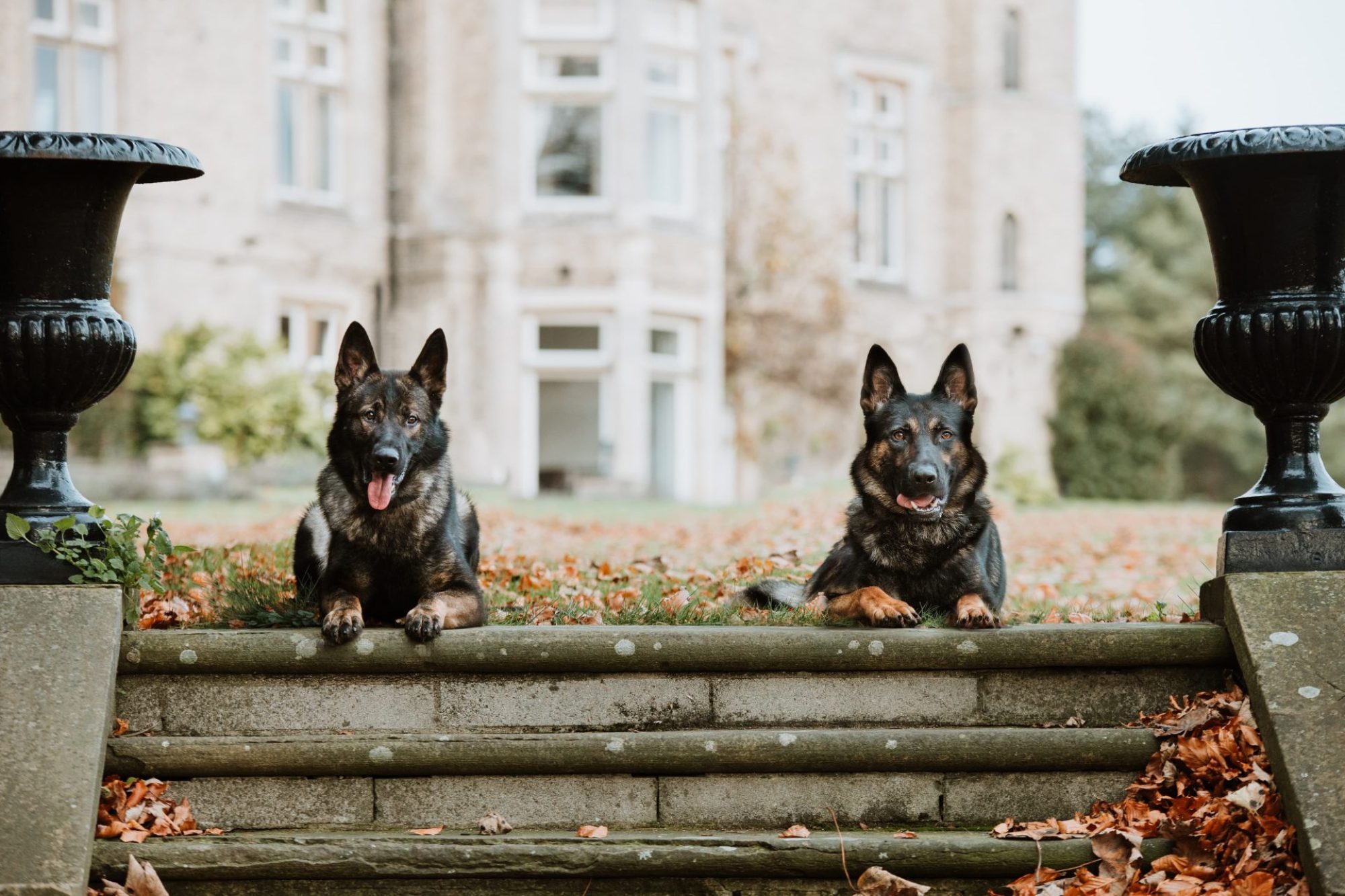 Protection Dogs Worldwide Perfect Dogs for your Family!