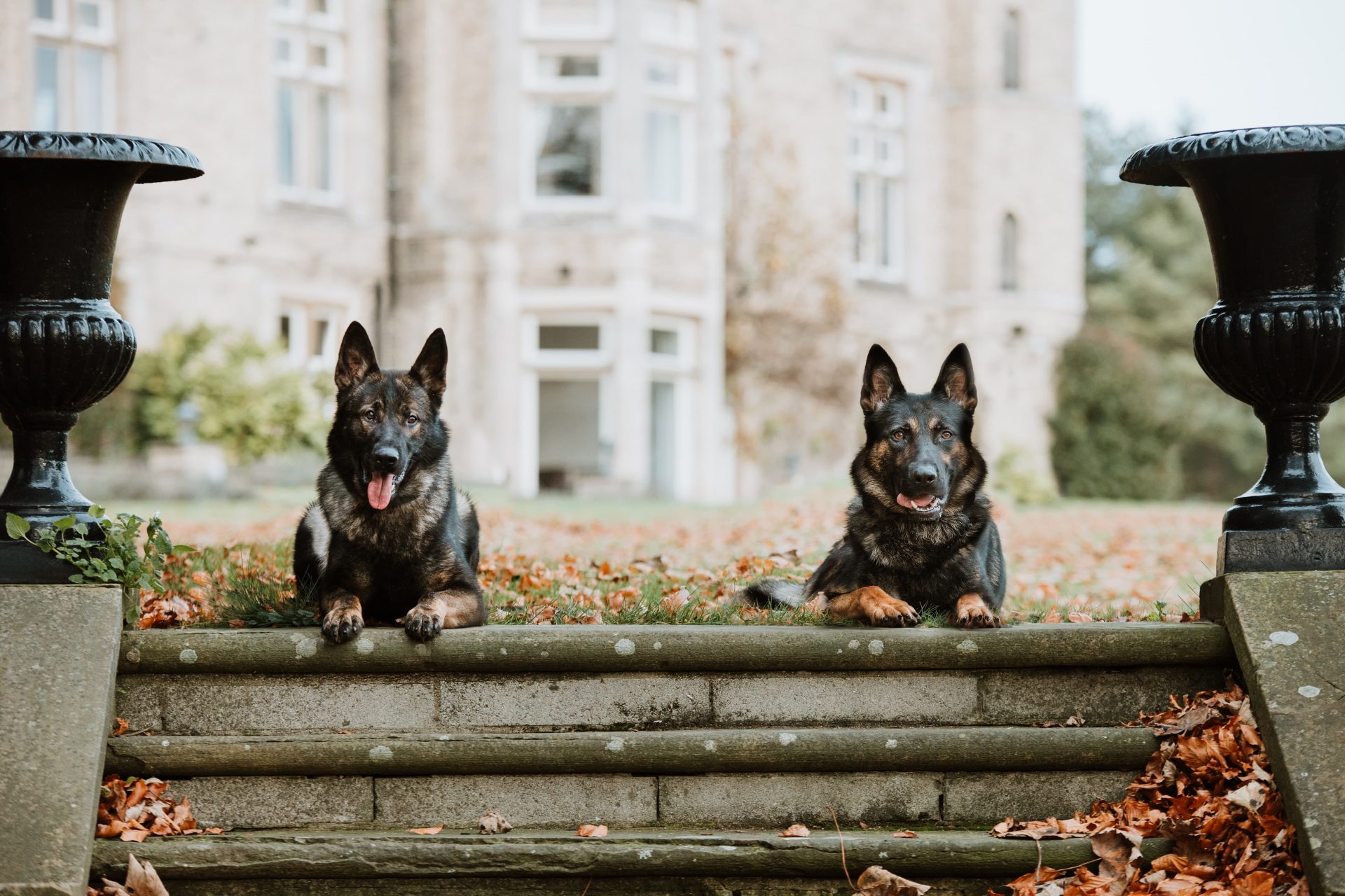 Protection Dogs Worldwide Perfect Dogs for your Family!