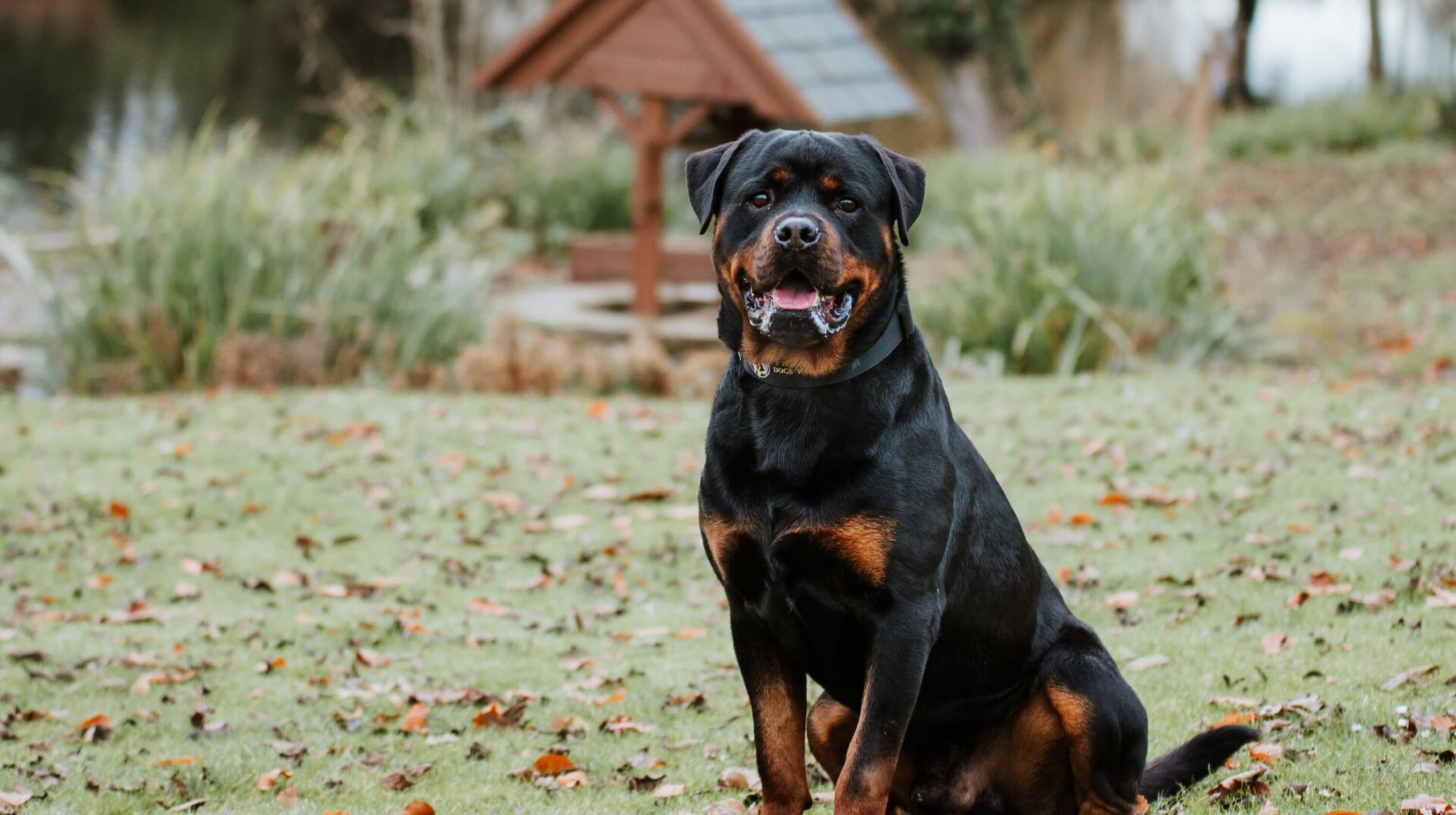 how do you train a puppy for personal protection