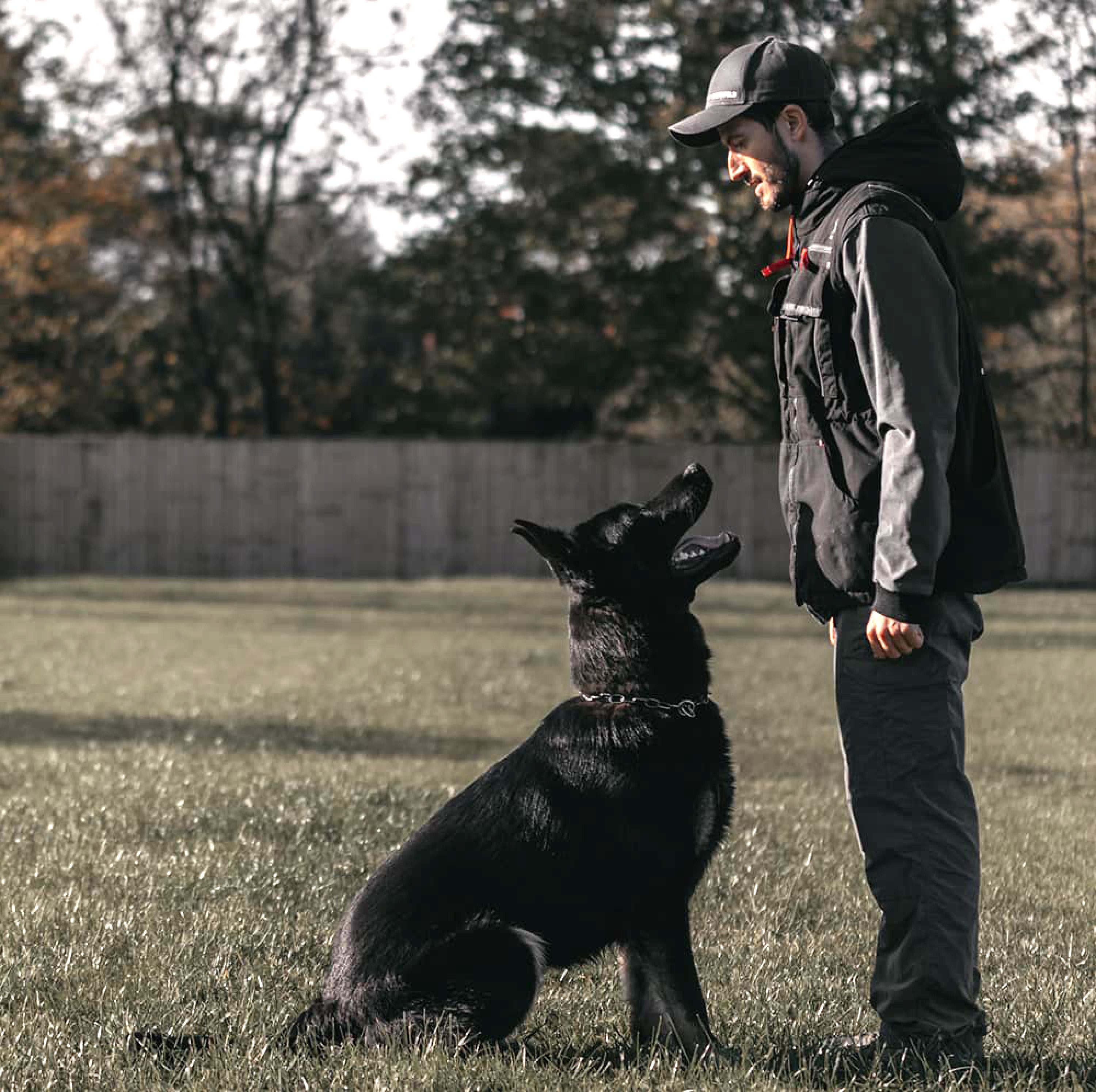 Become a protection dog hot sale trainer