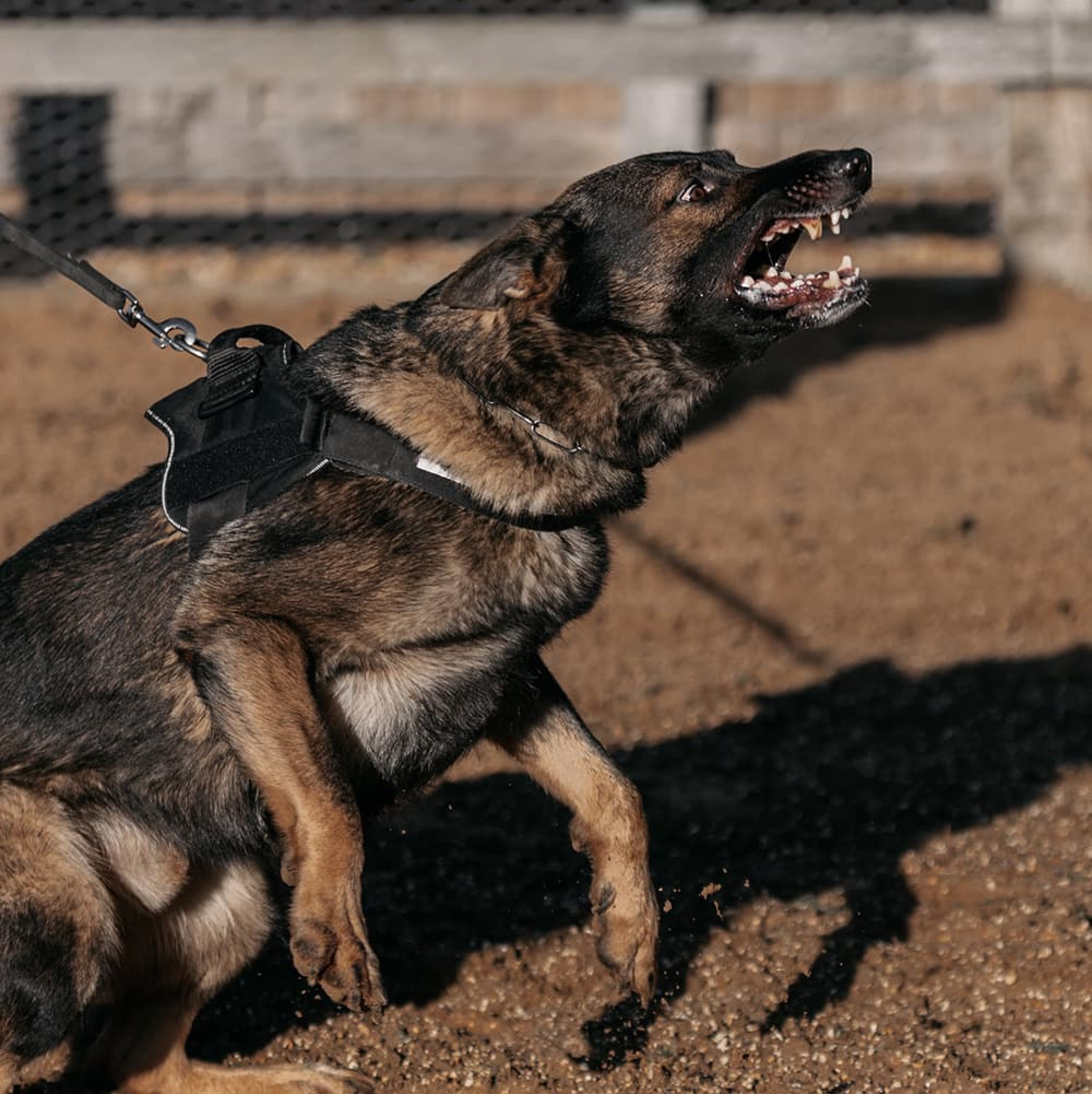 how do you train a puppy for personal protection