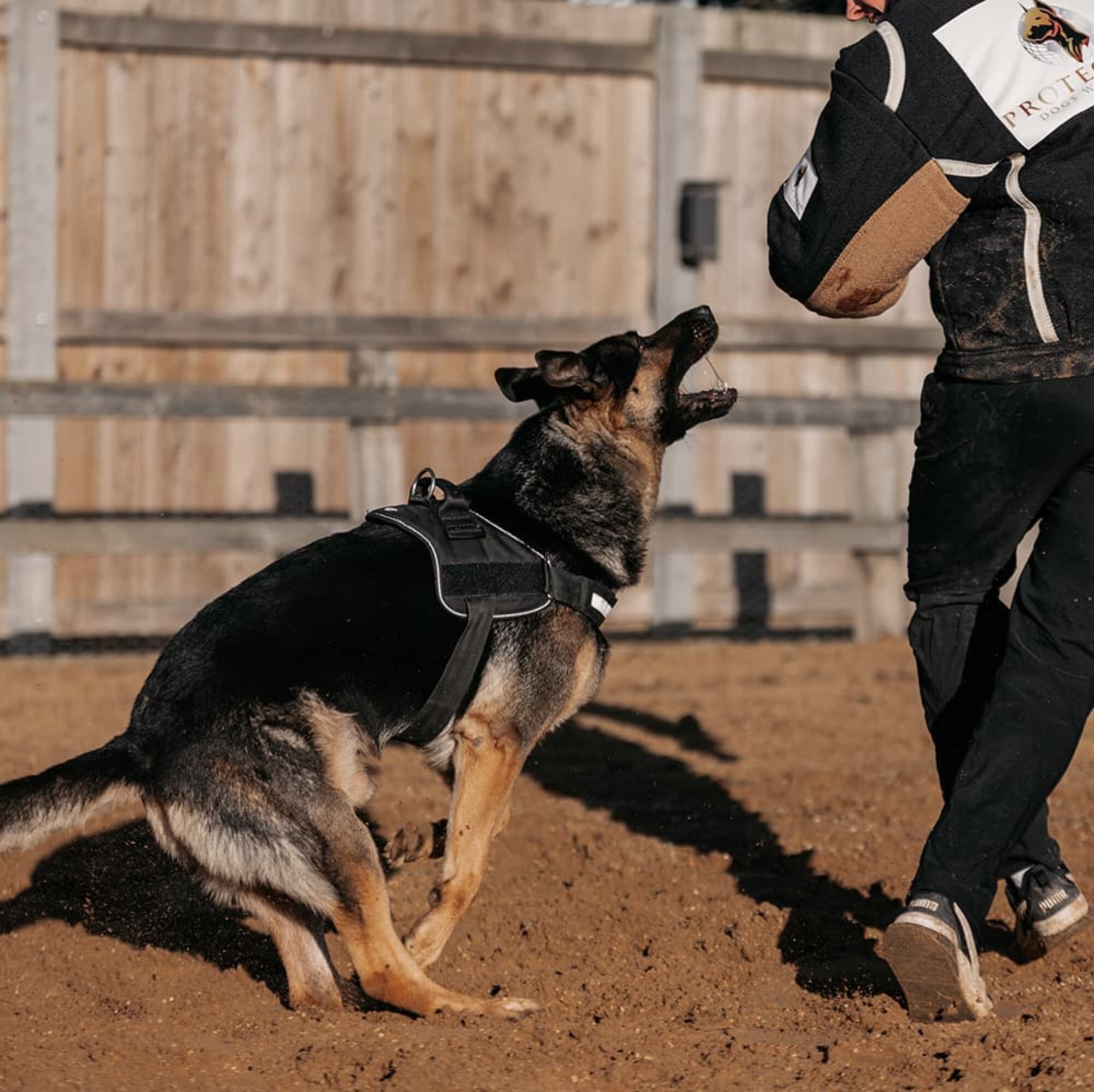 Personal Protection Training for Dogs, Family Dogs Training UK