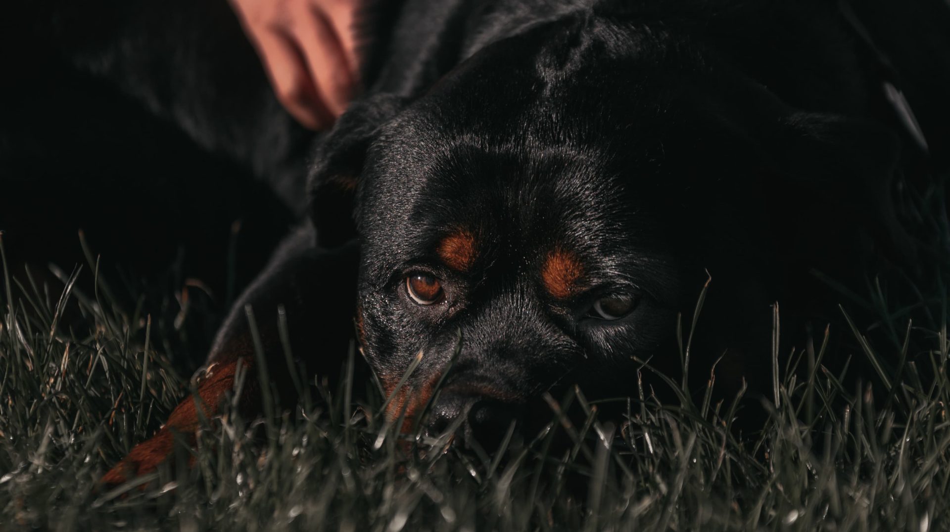 Contact us (07858 120456) for Perfect Protection Dogs UK