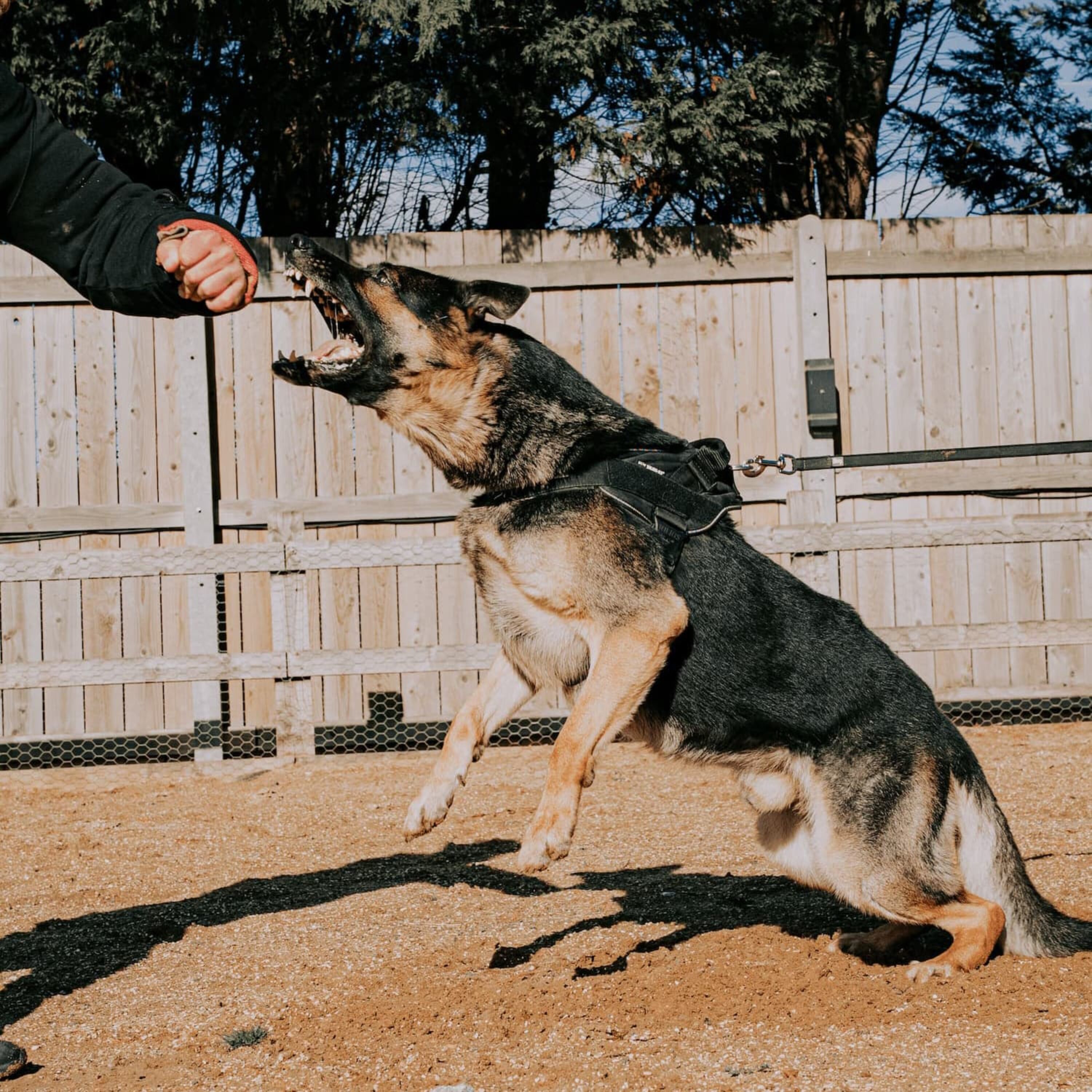how-much-does-a-trained-protection-dog-cost