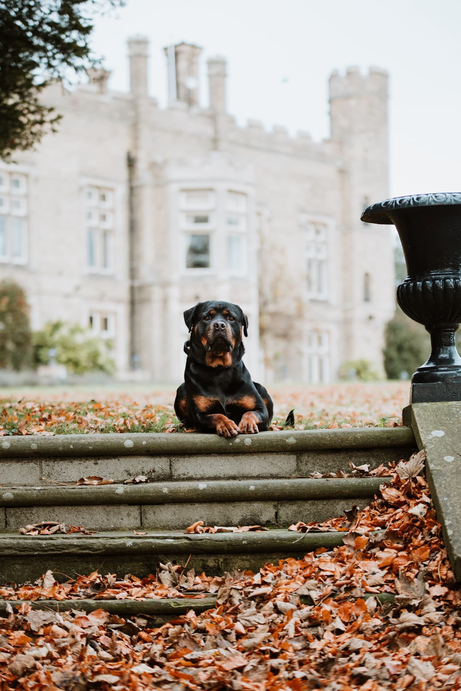 Protection Dogs Personal & Family Protection Dogs for Sale UK