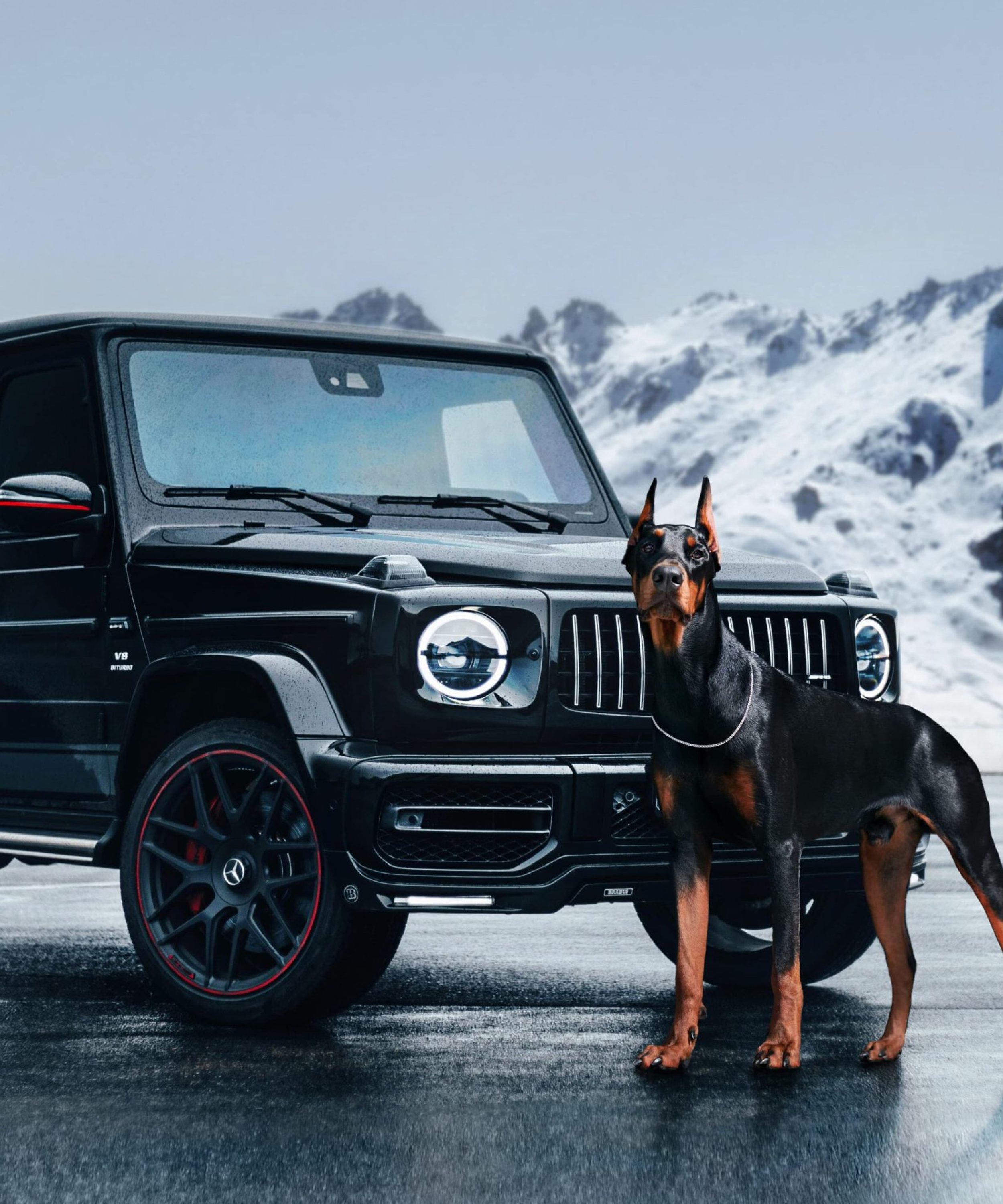 Protection Dogs Personal & Family Protection Dogs for Sale UK