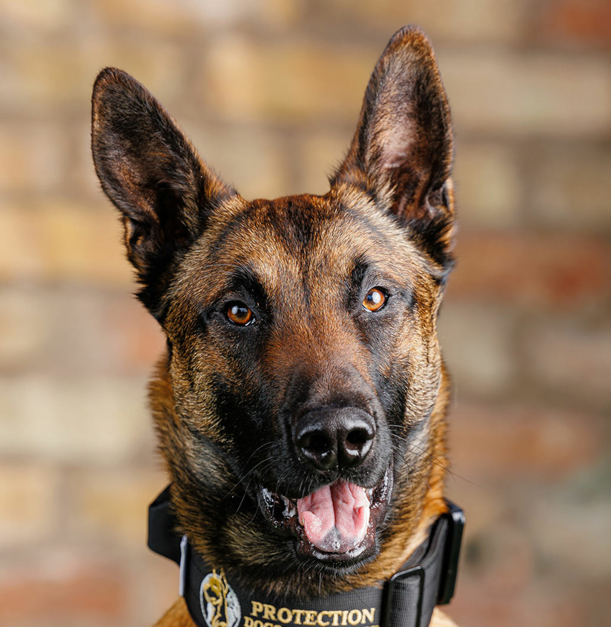 Collection 30+ Wallpapers how to train a belgian malinois to attack Latest