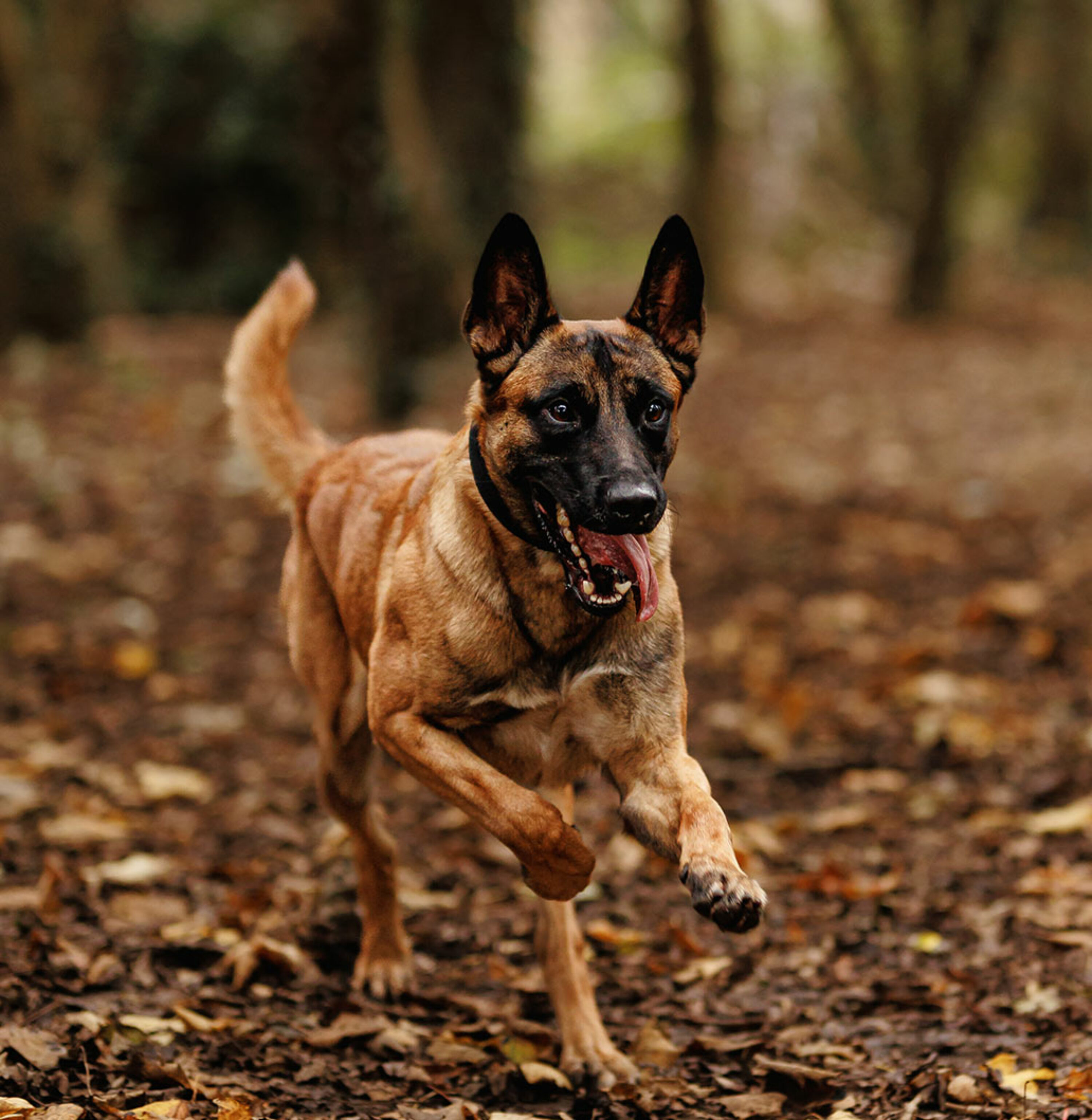 Protection dogs sales