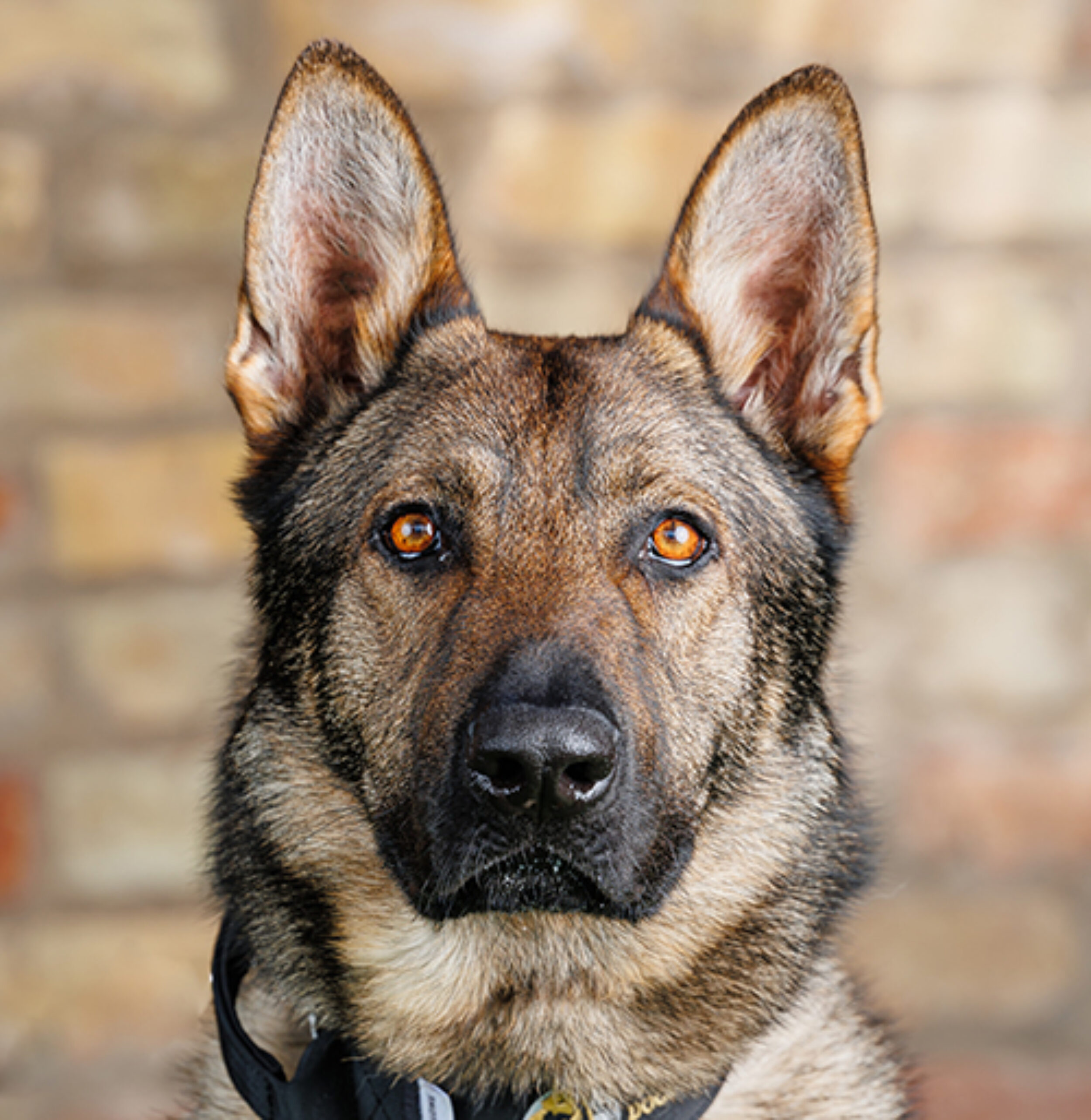 Trained German Shepherd Personal & Family Protection Dogs for Sale Uk