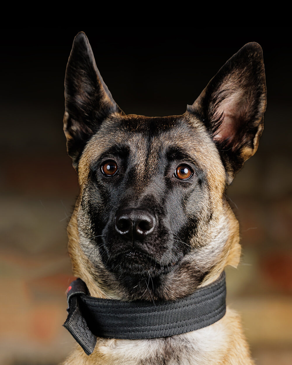 Protection Dogs Personal & Family Protection Dogs for Sale UK