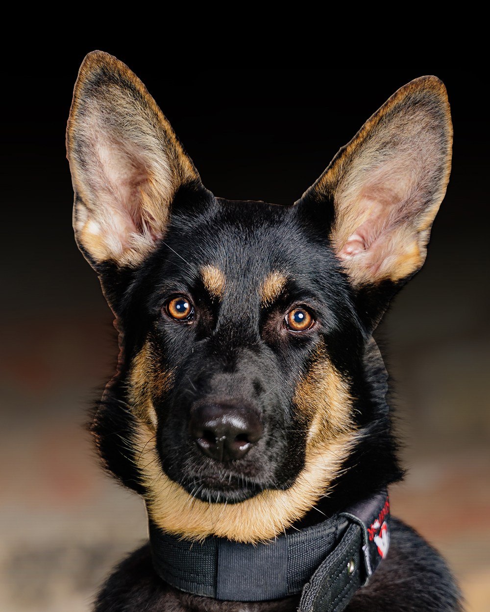 Protection Dogs Personal & Family Protection Dogs for Sale UK