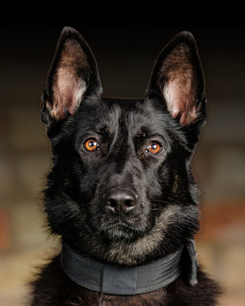 Protection Dogs Personal & Family Protection Dogs for Sale UK
